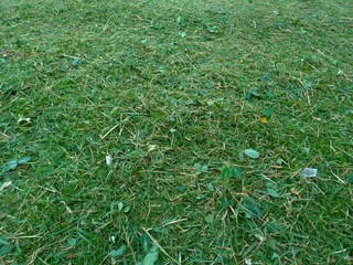 Foliage, leaf texture, green leaf carpet, leaves background, green leaf texture, foliage.