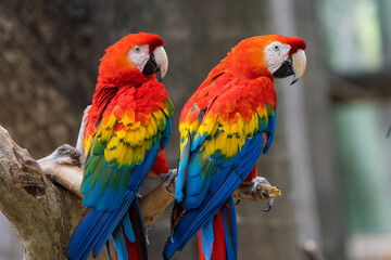 Naklejka na ściany i meble red and yellow macaw