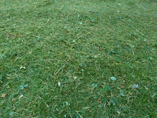 Foliage, leaf texture, green leaf carpet, leaves background, green leaf texture, foliage.
