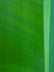 Foliage, leaf texture, green leaf carpet, leaves background, green leaf texture, foliage.