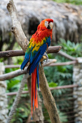 blue and yellow macaw
