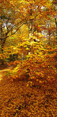 altweibersommer