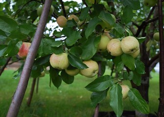 Late autumn apples on the branches
