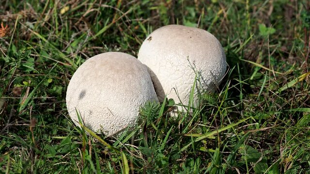 The common earth ball or pigskin poison puffball mushroom on a pasture in autumn, Scleroderma citrinum