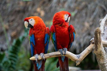 blue and yellow macaw