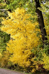 kleiner gelber baum im Wald im herbst