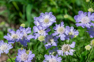 Scabiosa caucasica caucasian pincushion flowers in bloom, scabiosus flowering ornamental plant