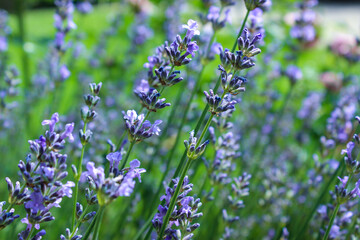Obraz premium Lavender Flowers Field. Growing and Blooming Lavender. Peaceful nature.