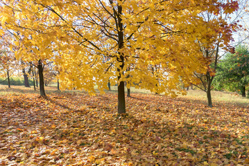 Autumn view of maple tree in the park