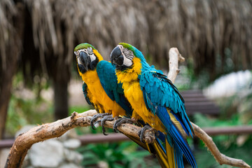 blue and gold macaw
