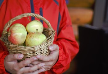 basket with late autumn apples