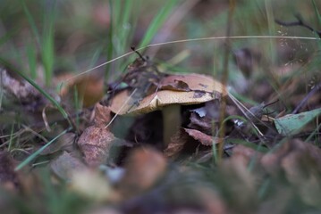 mushrooms under leaves in autumn forest