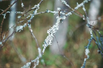 gray-green moss grows on trees