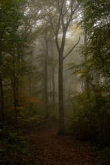 Obraz premium Fairytale Woods filled of magic, with some light shining through the foggy air. 