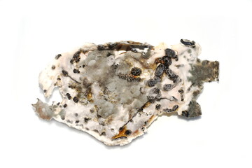 Closeup on black mold fungus growing on creme fraiche decaying food