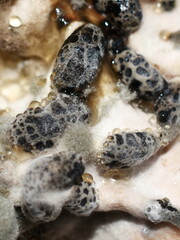 Closeup on black mold fungus growing on creme fraiche decaying food