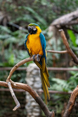 blue and yellow macaw