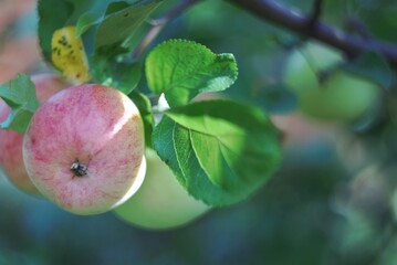 Late autumn apples on the branches