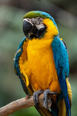 blue and gold macaw