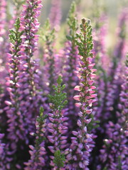 Common Calluna ling heather purple flowers background