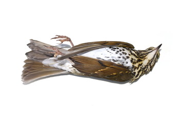 Environment disaster fieldfare bird Turdus pilaris dead from crashing into window isolated on white
