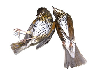 Environment disaster fieldfare bird Turdus pilaris dead from crashing into window isolated on white