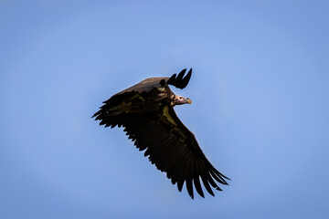 The lappet-faced vulture or Nubian vulture (Torgos tracheliotos) flying, Lake Mburo National Park, Uganda.	
