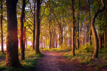 autumn in the forest