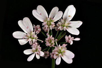 Coriander (Coriandrum sativum). Umbellule Closeup