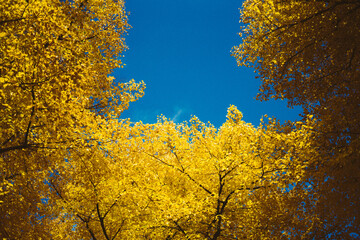 Fototapeta premium Goldener Herbst