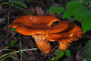 Funghi Omphalotus olearius in primo piano tra le foglie in Autunno