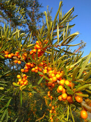 Fototapeta premium Ripe orange Sea Buckthorn (Hippophae rhamnoides) berries on a shrub branch with green leaves on blue sky background. Healthy food concept.