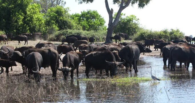herd of African Cape Buffalo drinking from Chobe river, Botswana safari wildlife