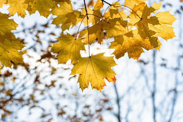 Fototapeta na wymiar Yellow maple leaves on a autumn sunny day