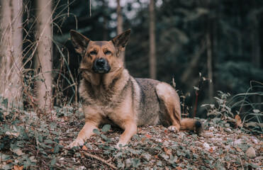 Schäferhund Mischling im Wald