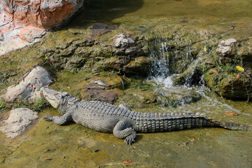 Naklejka premium The thai crocodile rest on mini waterfall