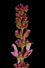 Balkan Clary (Salvia nemorosa). Inflorescence Detail Closeup
