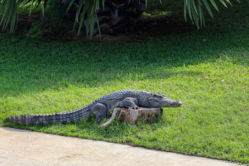 The thai crocodile rest on the garden