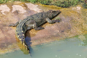 The thai crocodile rest on the garden