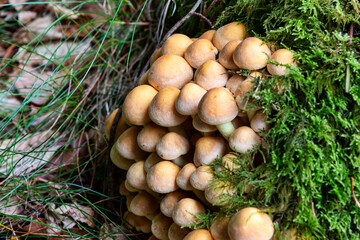 Fungus on the Forest Floor