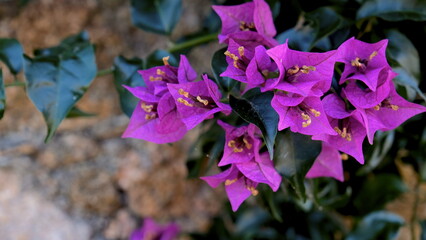 purple flowers in a stone background