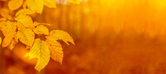 Amazing autumnal autumn background banner panorama landscape - Golden October -Fallen Book tree leaves illuminated by the evening / morning sun, with bokeh and yellow flares in the forest in Germany