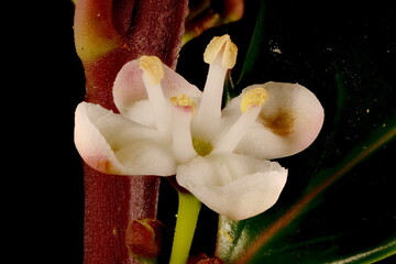 Holly (Ilex aquifolium). Flower Closeup
