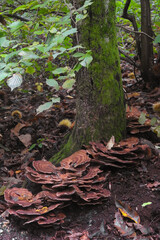 Fungo Meripilus giganteus alla base di un albero e sfondo bosco
