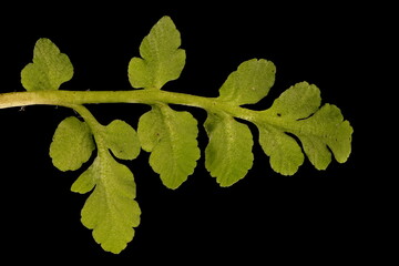 Leather Grapefern (Botrychium multifidum). Trophophore Pinnule Closeup