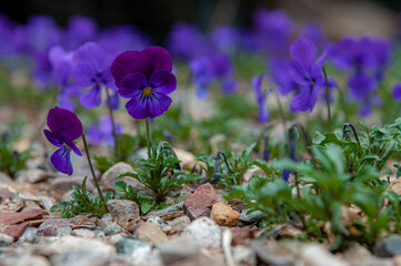 purple crocus flowers
