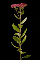 Orpine (Hylotelephium telephium). Habit