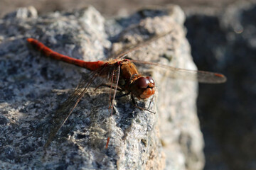 A dragonfly sits on a gray stone. Selective focus.