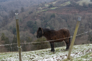 PONY NEGRO, ASTURCON BREED OF HORSE OF ASTURIAS