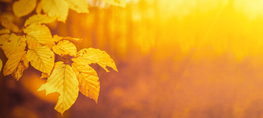 Amazing autumnal autumn background banner panorama landscape - Golden October -Fallen Book tree leaves illuminated by the evening / morning sun, with bokeh and yellow flares in the forest in Germany